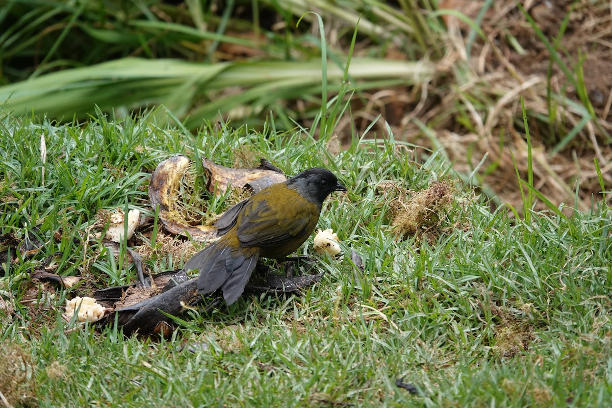 Large-footed Finch - ML641402963