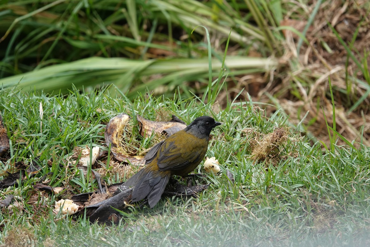 Large-footed Finch - ML641402966