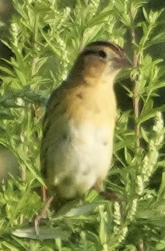 Bobolink - ML641402967
