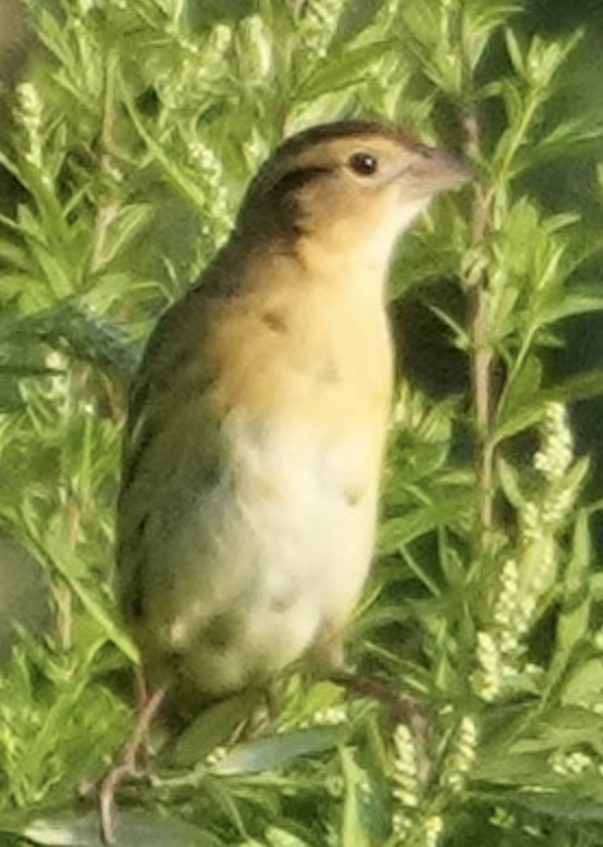 Bobolink - ML641402968