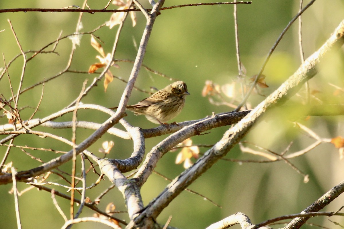 Lincoln's Sparrow - ML641402975