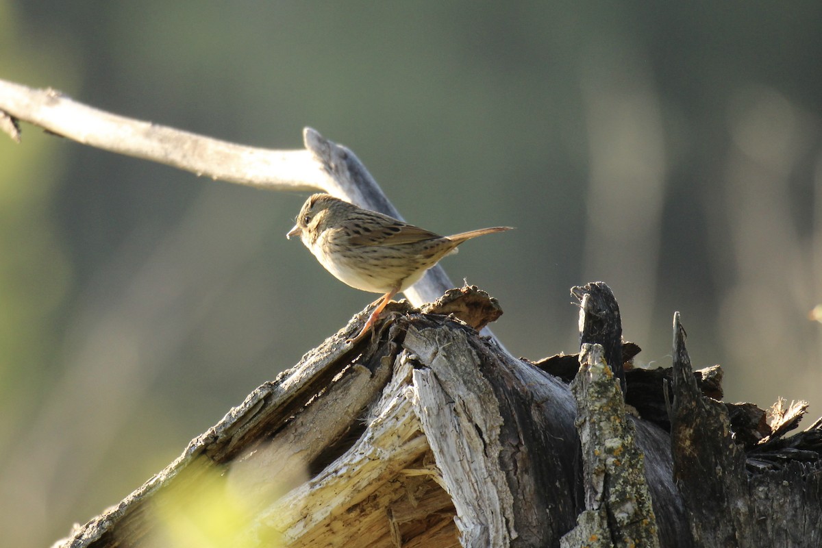Lincoln's Sparrow - ML641402976