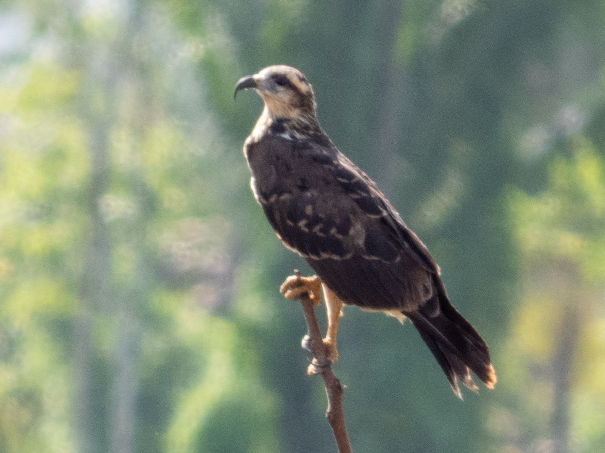 Snail Kite - ML641403031