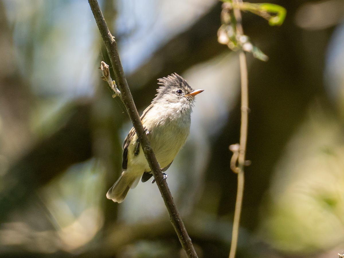 Southern Beardless-Tyrannulet (Southern) - ML641403037