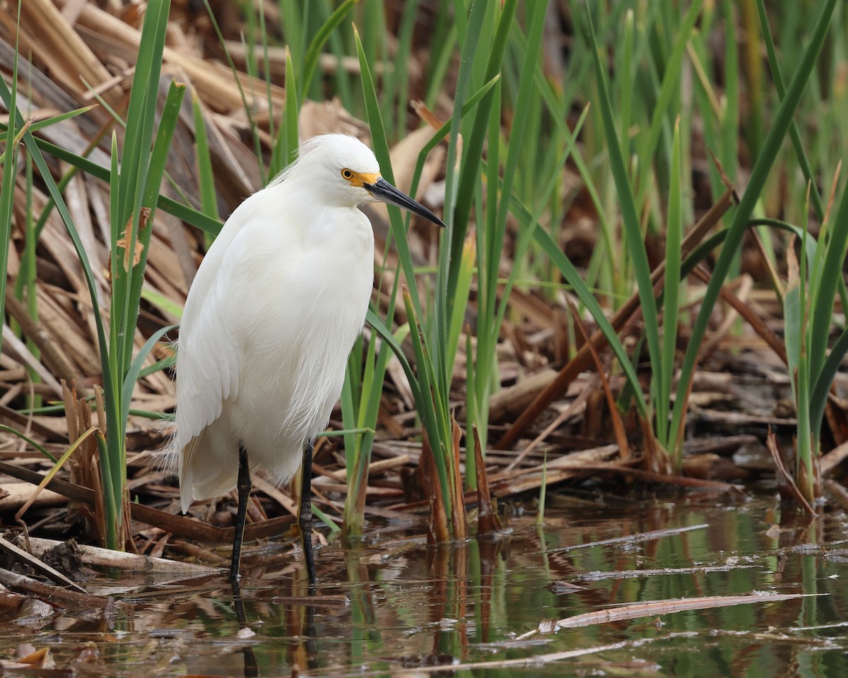 Snowy Egret - ML641403060