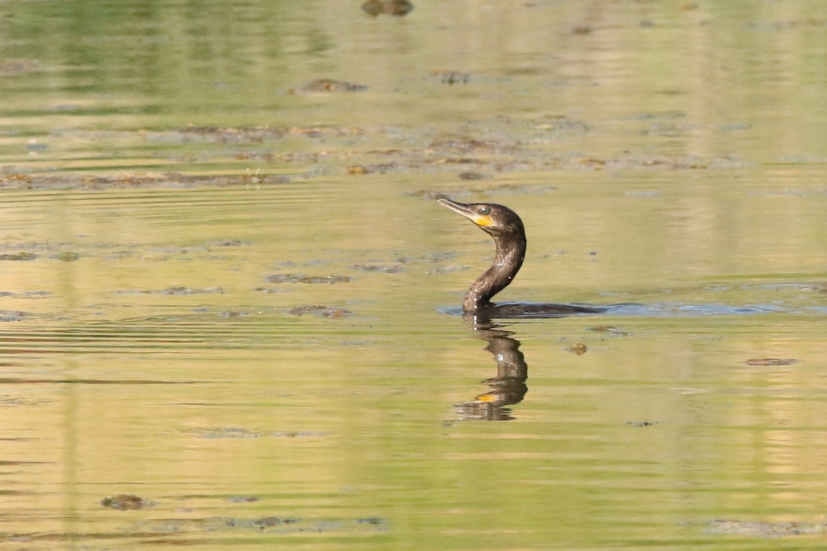 Neotropic Cormorant - ML641403081