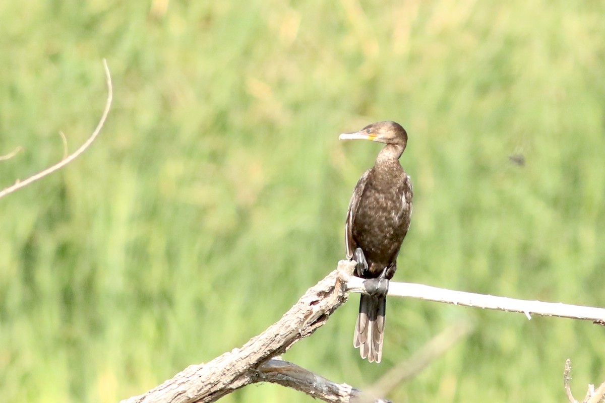 Neotropic Cormorant - ML641403084