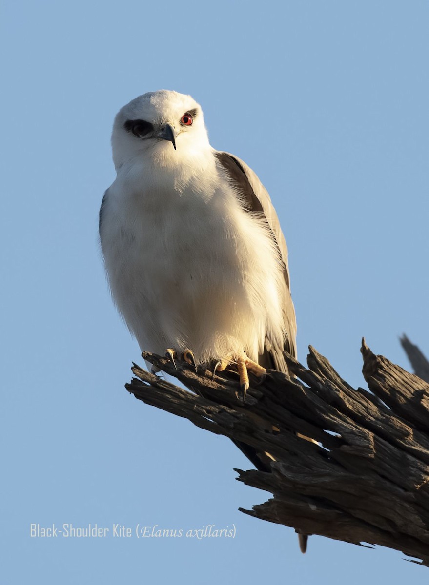 Black-shouldered Kite - ML641403092