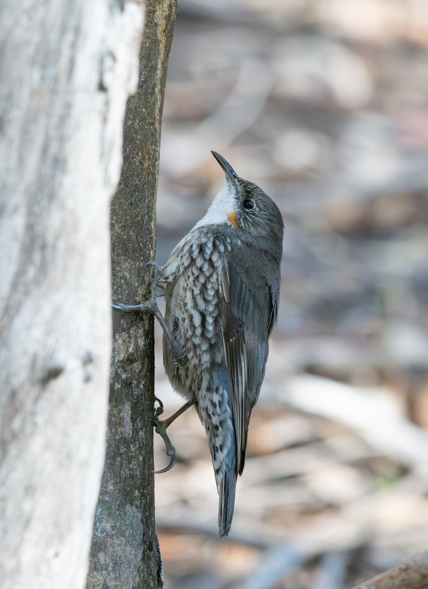 White-throated Treecreeper - ML641403097
