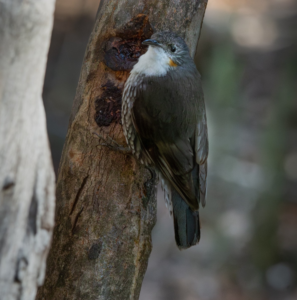 White-throated Treecreeper - ML641403100