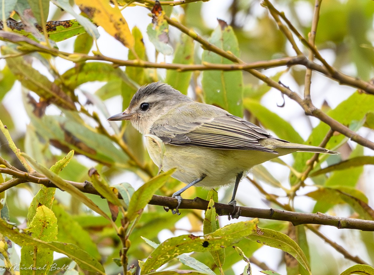 Warbling Vireo - ML641403110