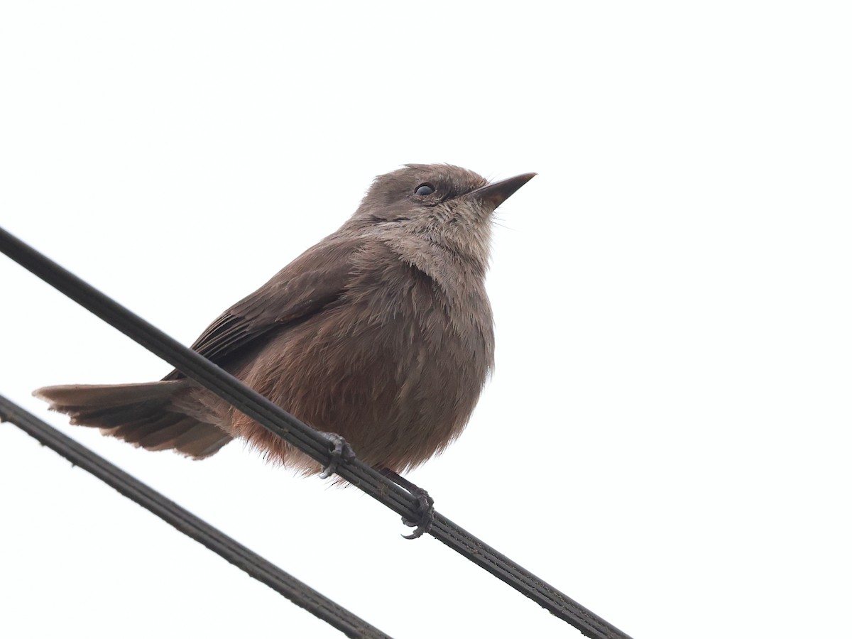 Vermilion Flycatcher (obscurus Group) - ML641403112
