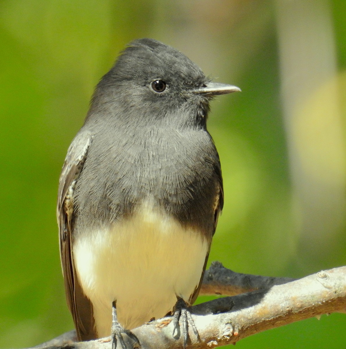 Black Phoebe - ML641403113