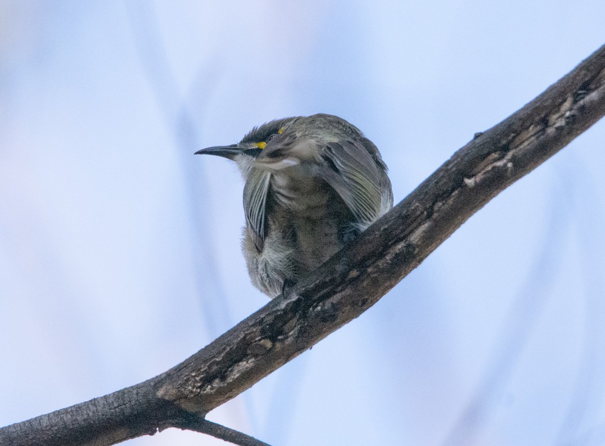 Yellow-faced Honeyeater - ML641403116