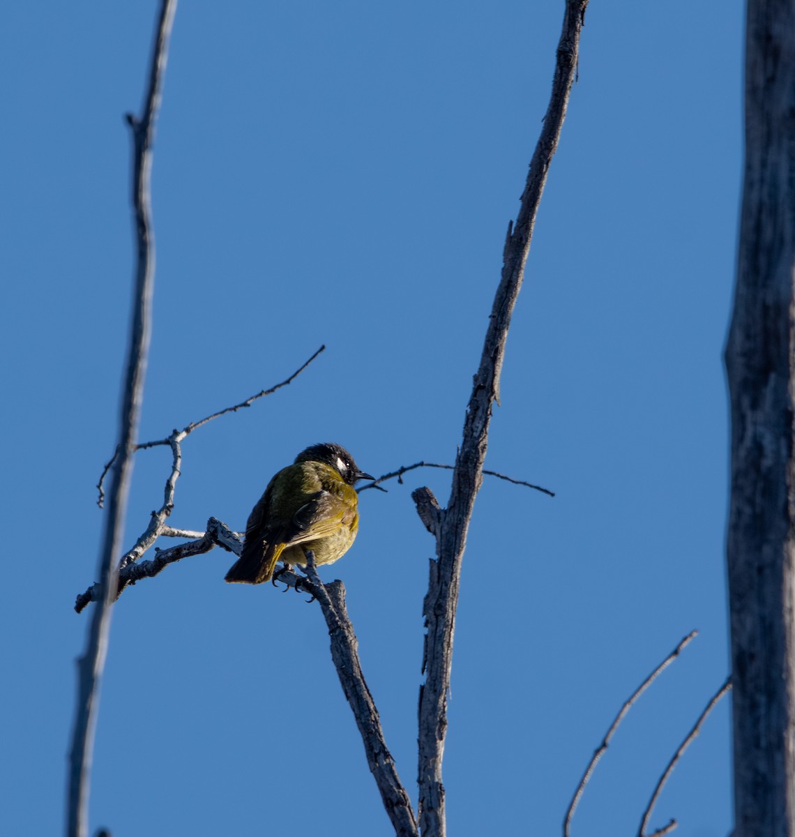 White-eared Honeyeater - ML641403123