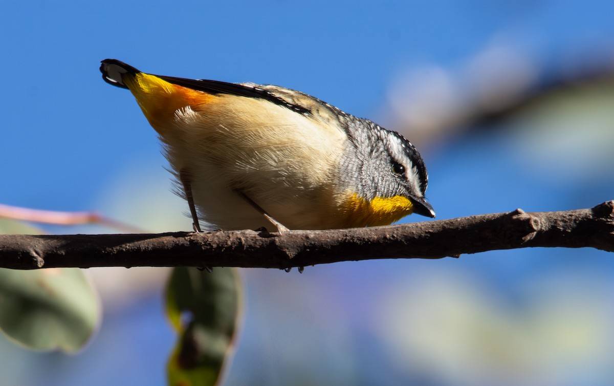 Spotted Pardalote - ML641403126