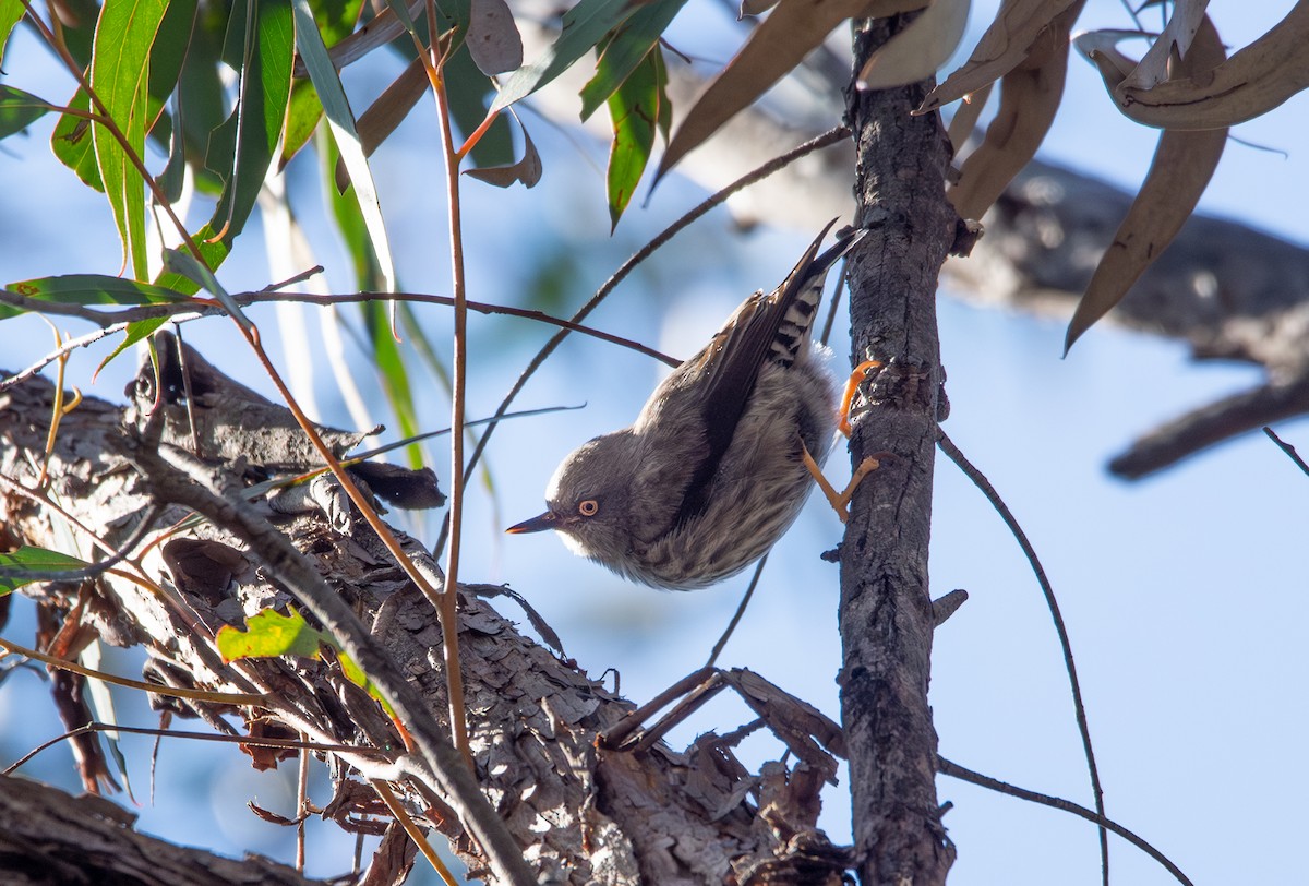 Varied Sittella - ML641403136