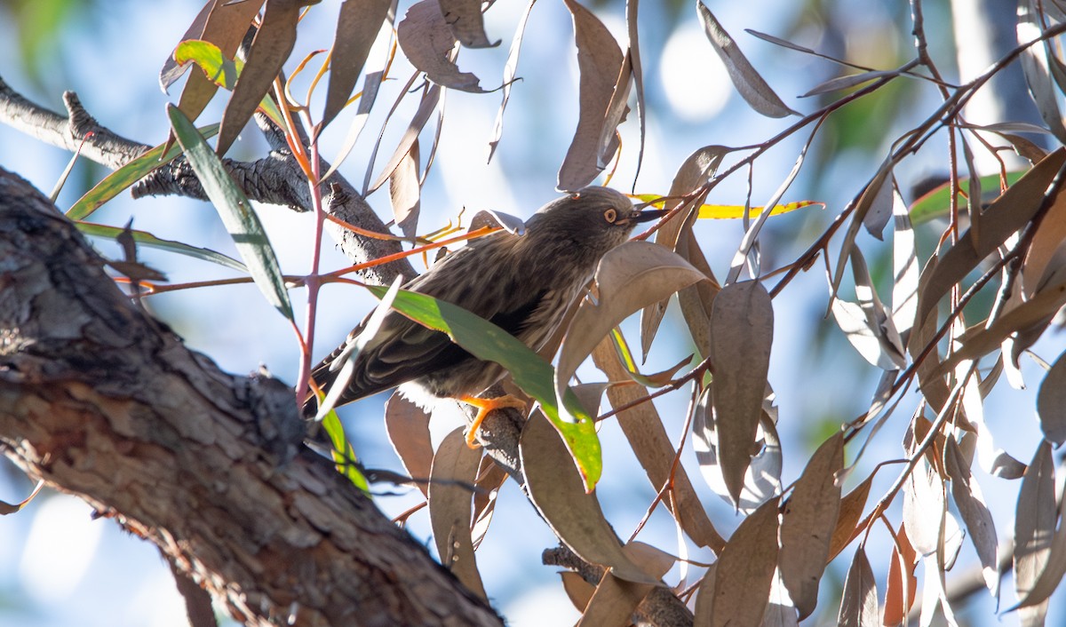 Varied Sittella - ML641403138