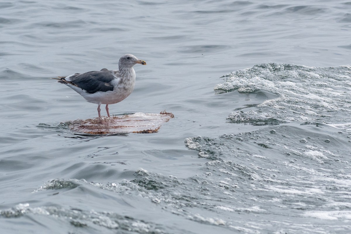 Goéland d'Audubon - ML641403140