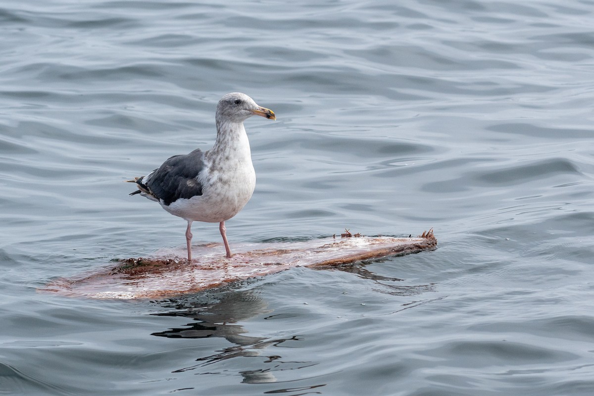 Goéland d'Audubon - ML641403141