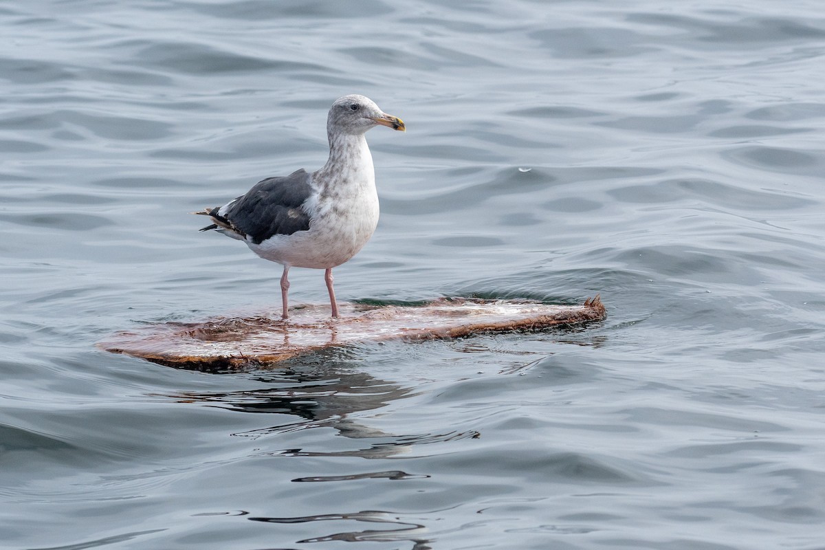 Goéland d'Audubon - ML641403142