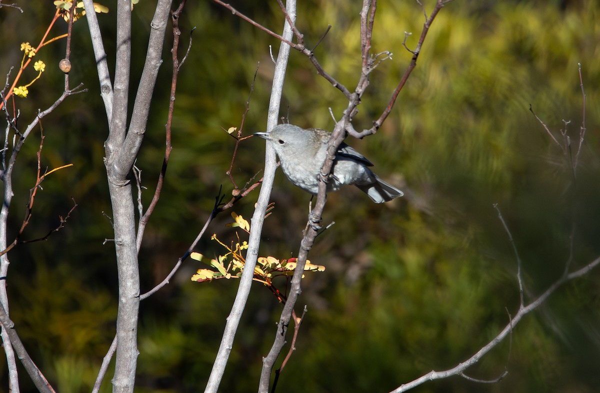 Gray Shrikethrush - ML641403159