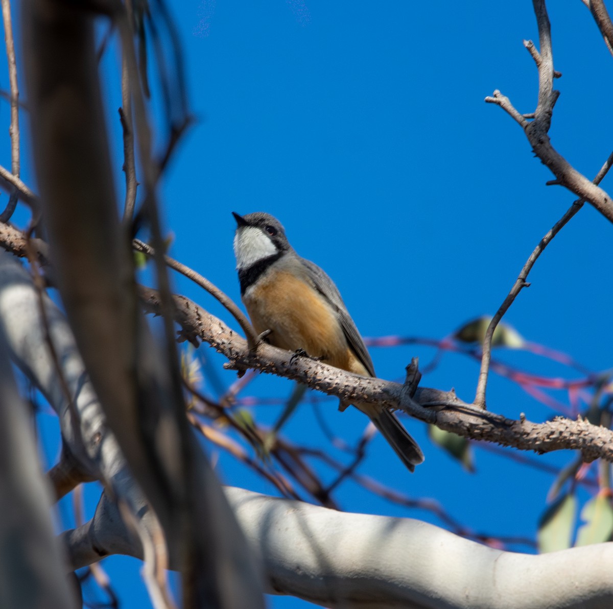 Rufous Whistler - ML641403163