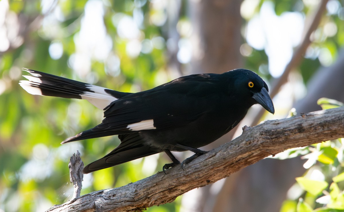 Pied Currawong - ML641403173