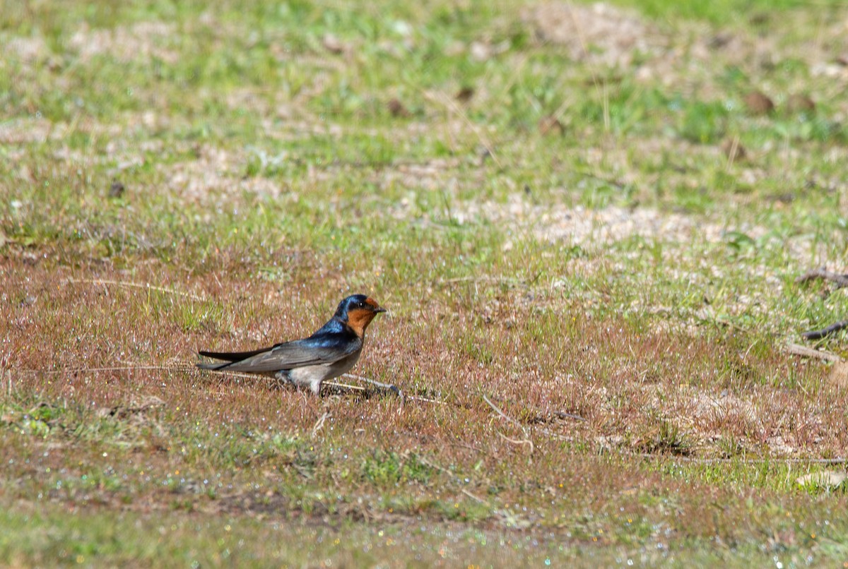 Welcome Swallow - ML641403174