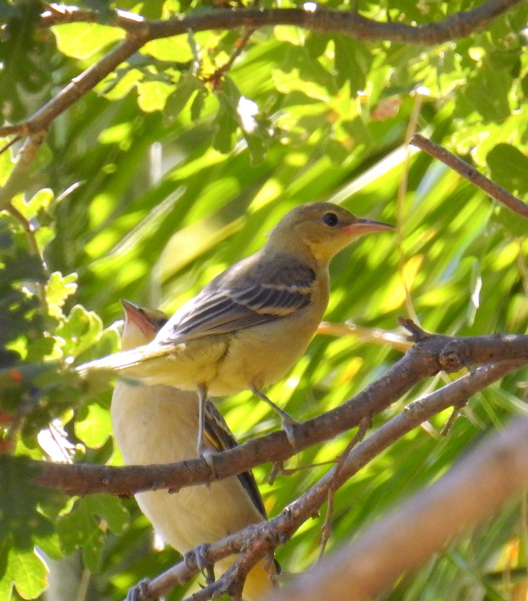 Hooded Oriole - ML641403176