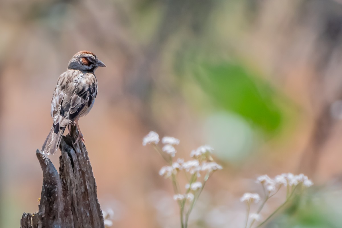 Lark Sparrow - ML641403193