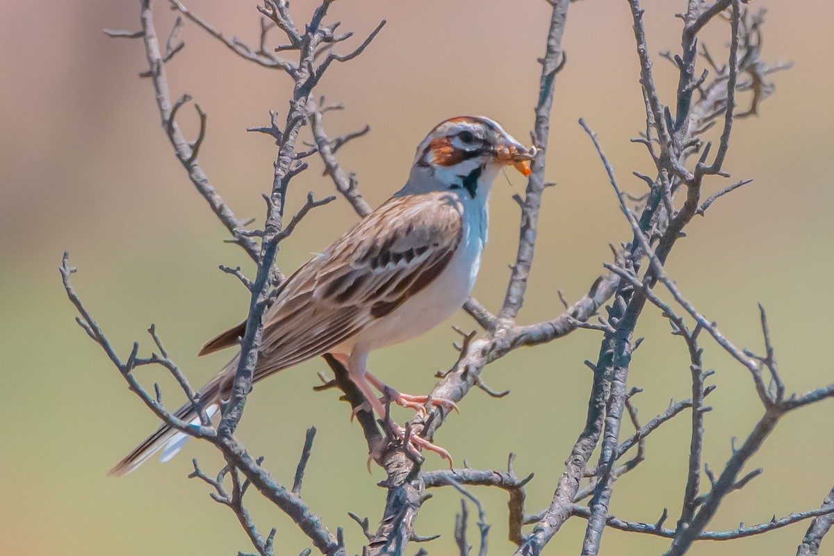 Lark Sparrow - ML641403195