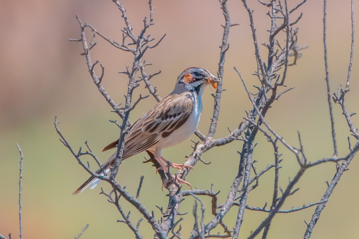 Lark Sparrow - ML641403196