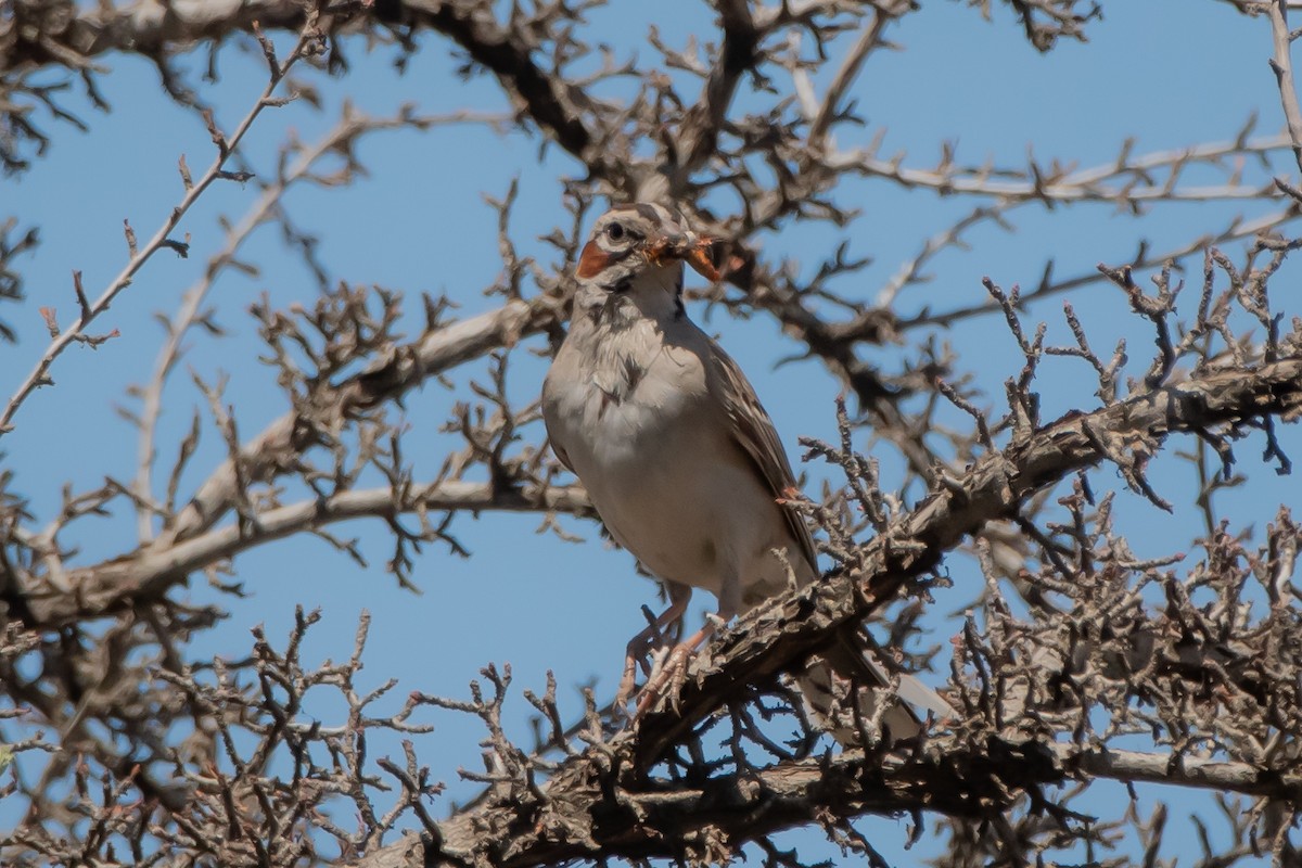 Lark Sparrow - ML641403197