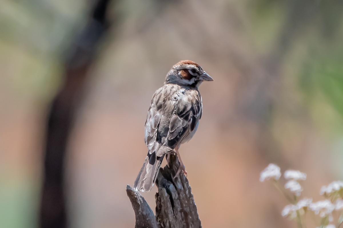 Lark Sparrow - ML641403198
