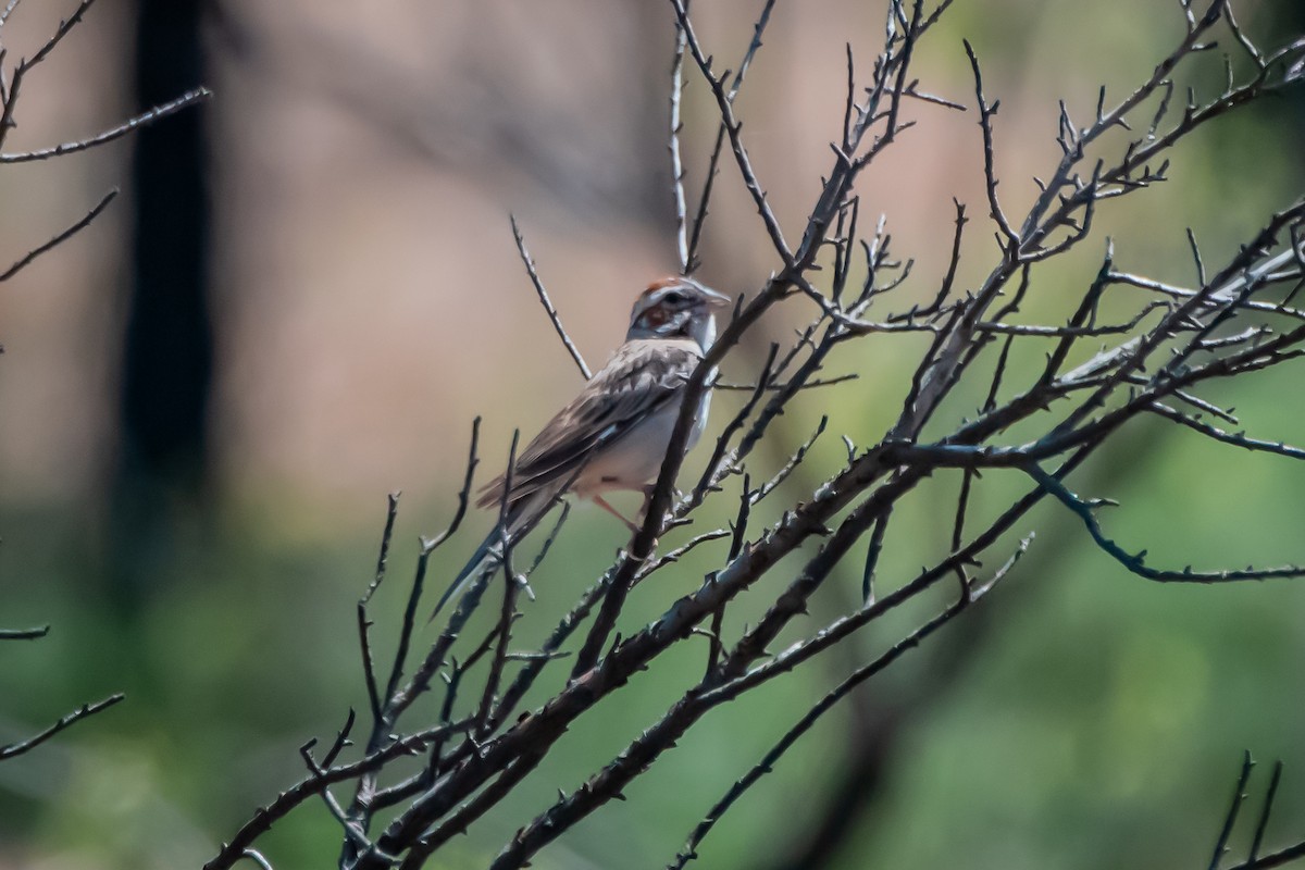 Lark Sparrow - ML641403199