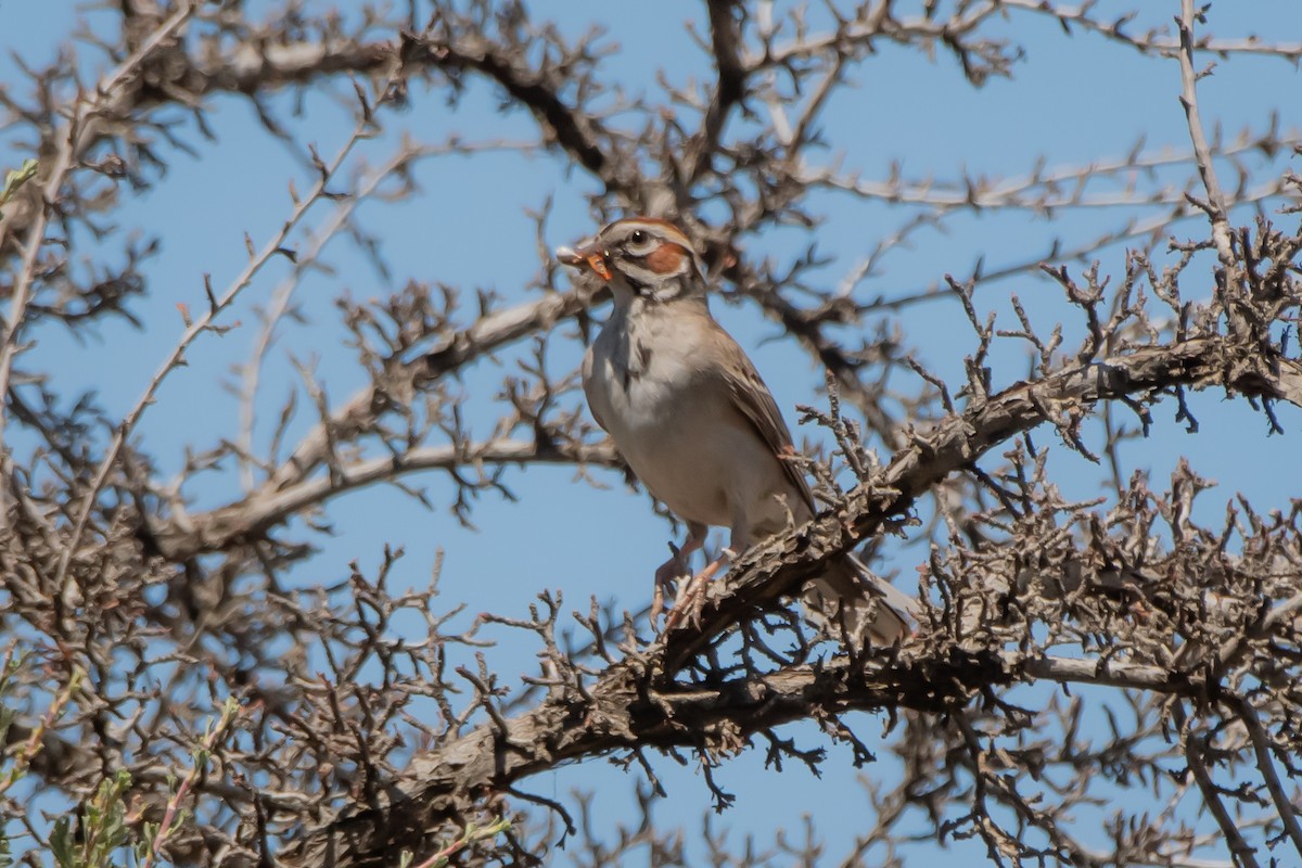 Lark Sparrow - ML641403201