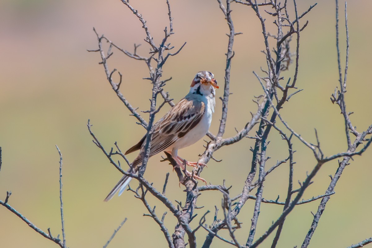 Lark Sparrow - ML641403203