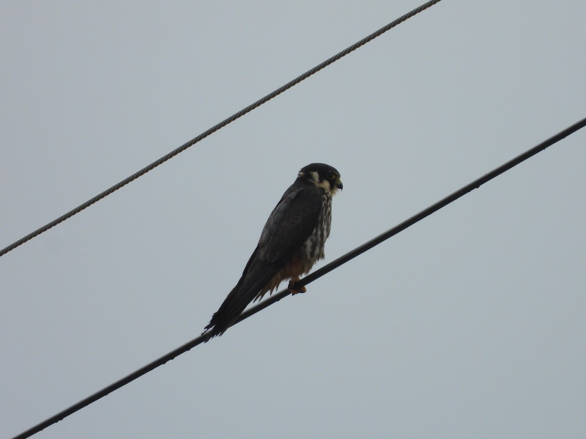 Eurasian Hobby - ML641403218