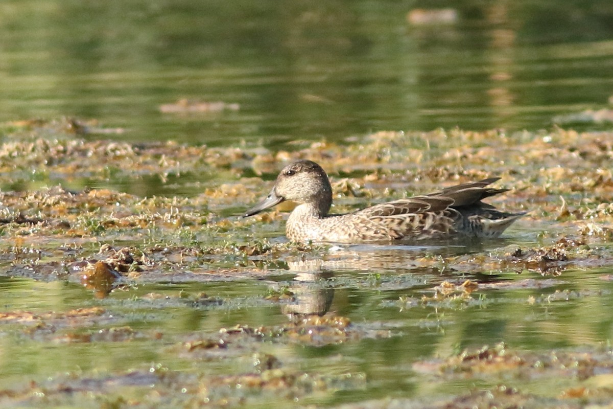 Green-winged Teal - ML641403220