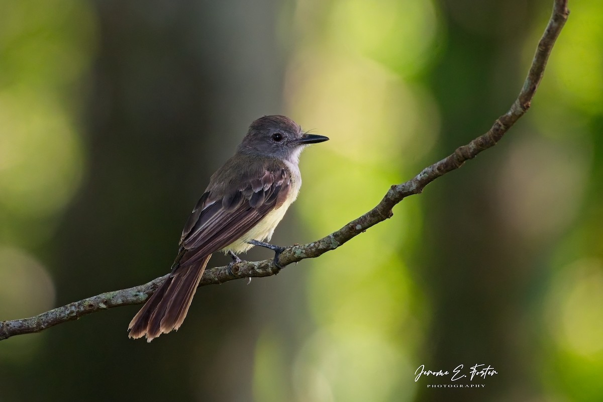 Panama Flycatcher - ML641403225