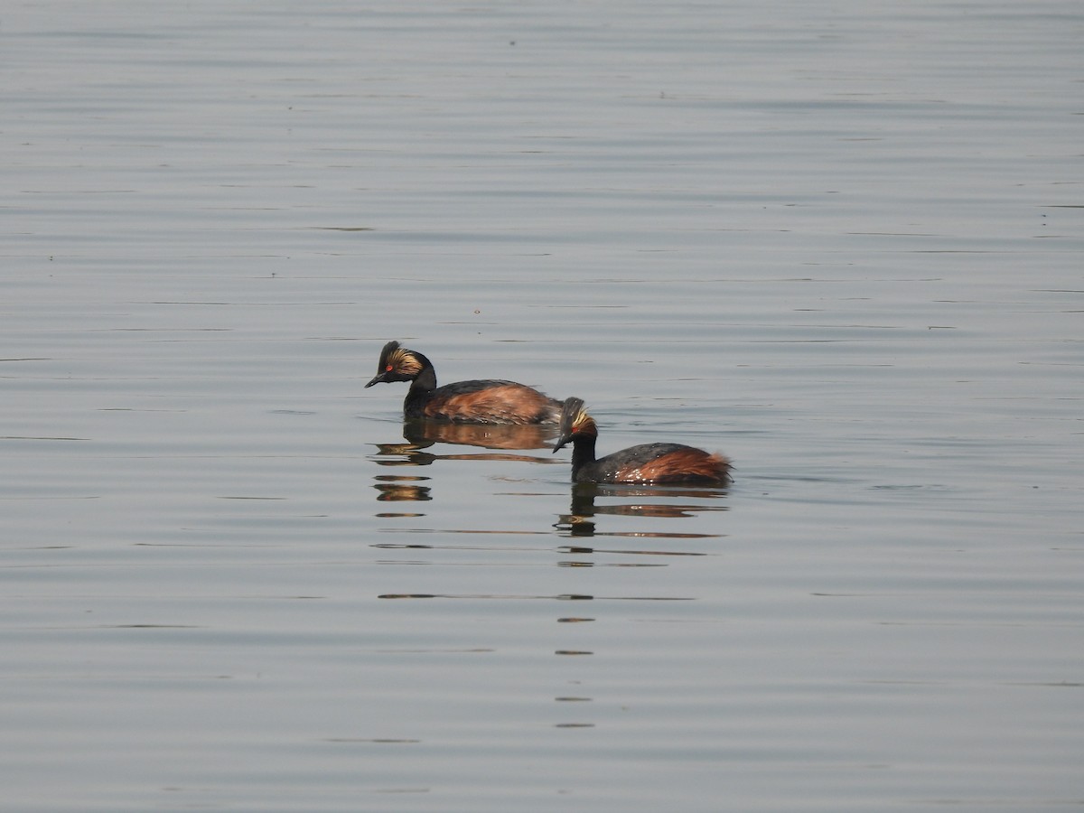 Eared Grebe - ML641403227