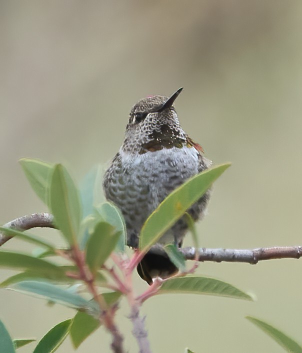 Anna's Hummingbird - ML641403228