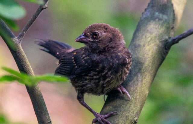 Pacific Wren - ML641403230