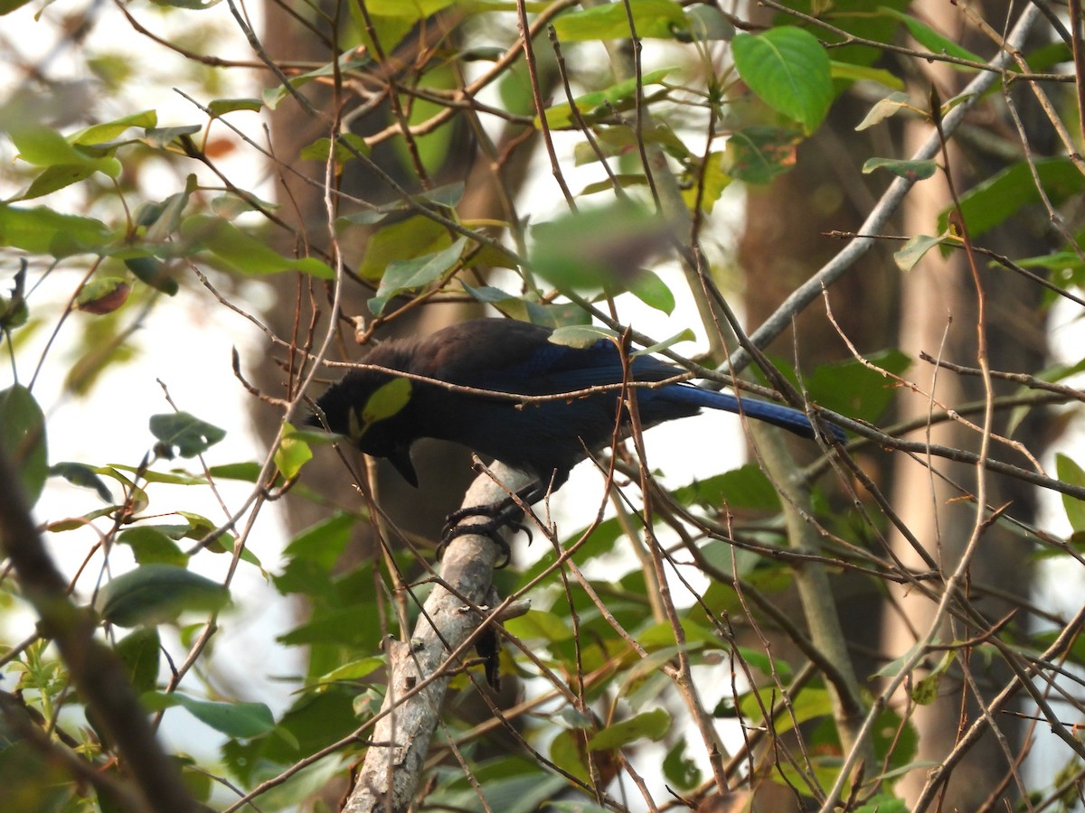 Steller's Jay - ML641403231