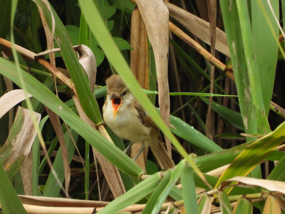Oriental Reed Warbler - ML641403232