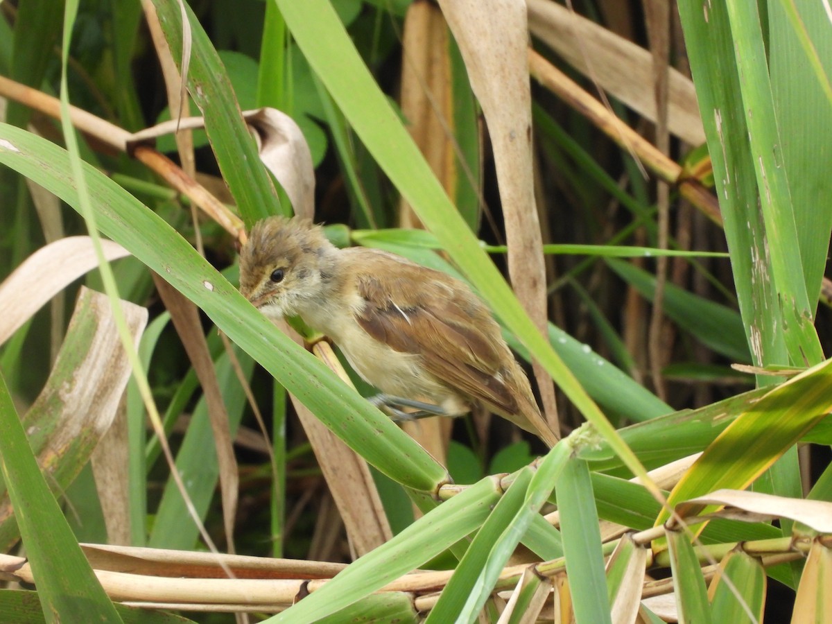 Oriental Reed Warbler - ML641403233