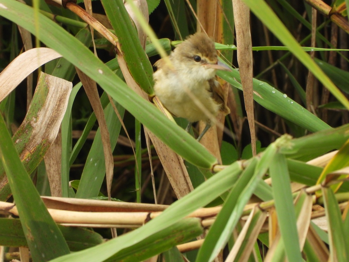 Oriental Reed Warbler - ML641403234