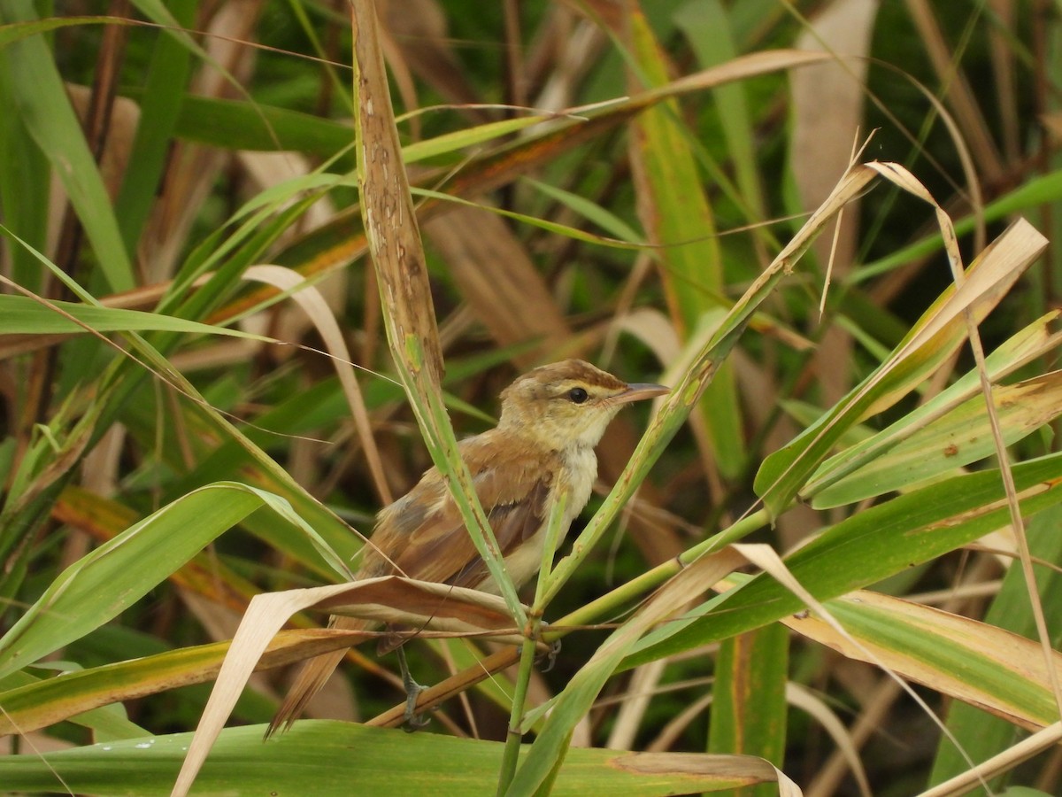 Oriental Reed Warbler - ML641403235