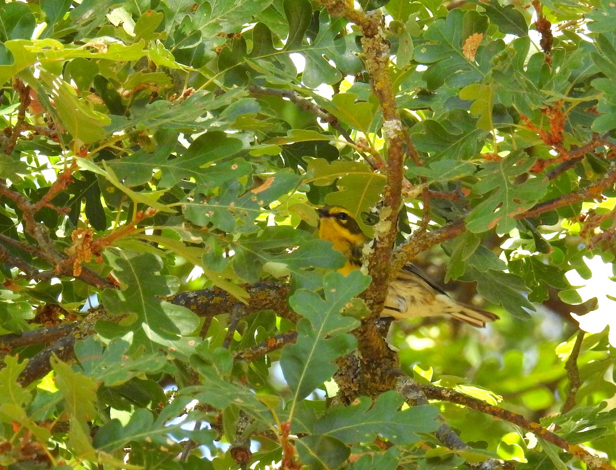 Townsend's Warbler - ML641403236